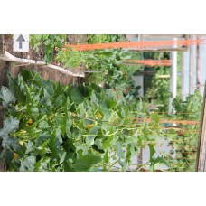 Plan your Summer Garden with Ingrid Foley - Sunday 2nd July 2023